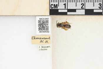 Media type: image;   Entomology 769592 Aspect: Labels
